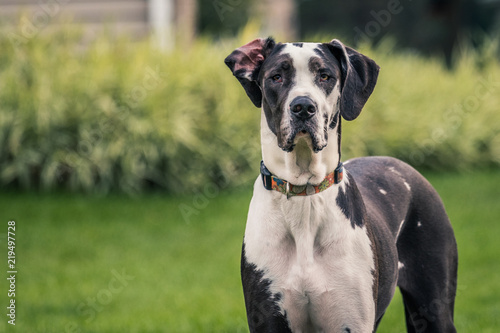 Tall, black and white Great Dane dog staring at the camera.