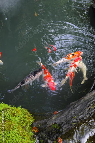 Koi fishs in natural water park.

