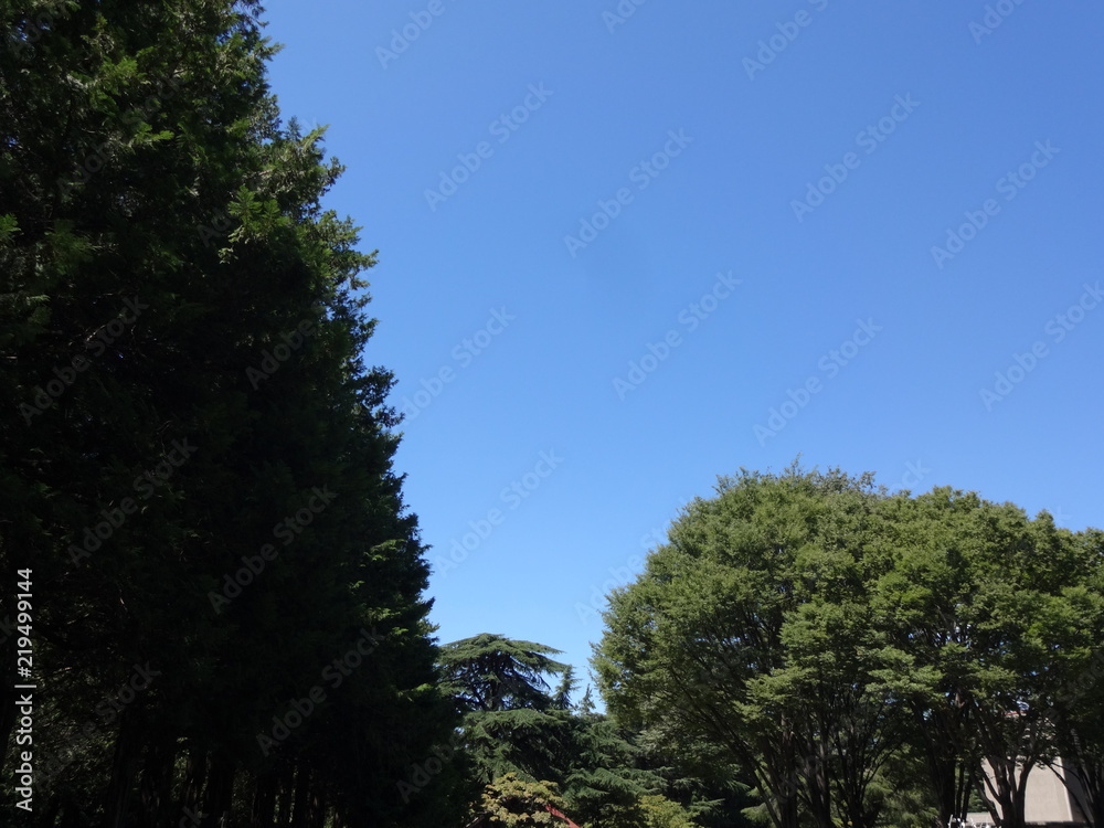 bule sky and green bule sky and green