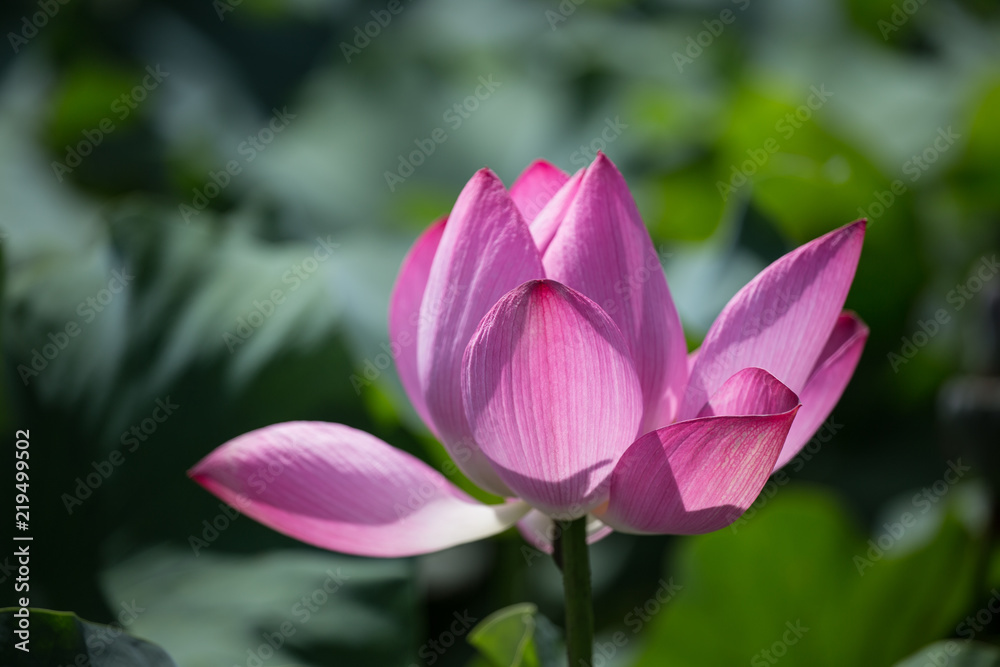 Pink lotus blooms in the pond in summer Pink lotus blooms in the pond in summer