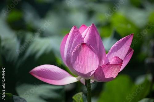 Pink lotus blooms in the pond in summer