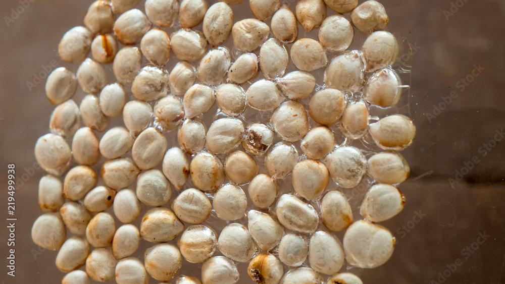 Seeds in nature close up background Seeds in nature close up background