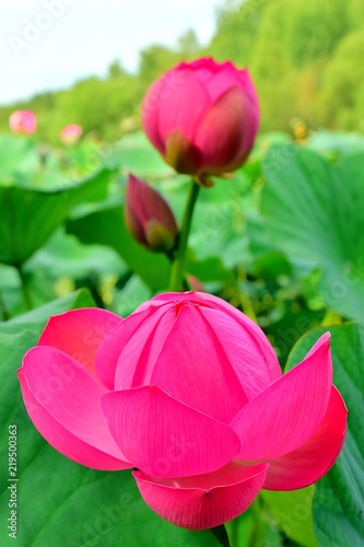 Far Eastern lotuses V. Komarova. The walnut Lotus (Nelumbo komarovii, Nelumbo nucifera) is a perennial herbaceous amphibian plant common in the far East. Relic flower. Macro. Closeup. photo