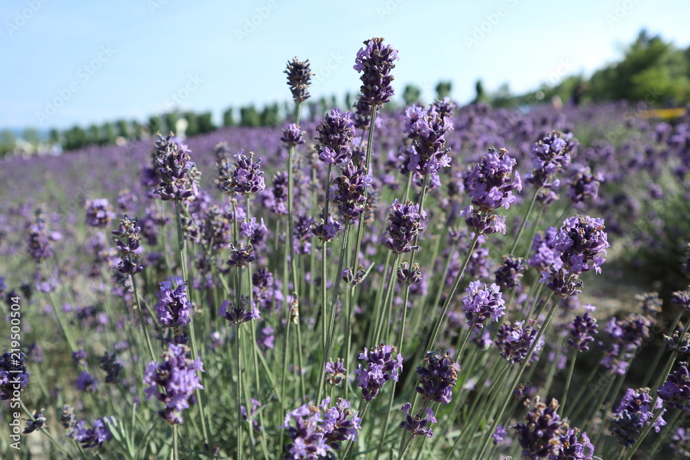 Obraz premium Lavender Blooming 2