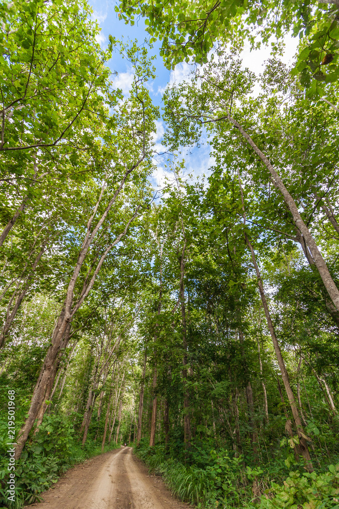 Fototapeta premium Rural road in the jungle