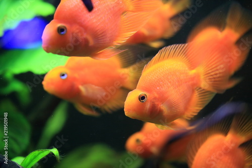 美しいヒレのある金魚たち