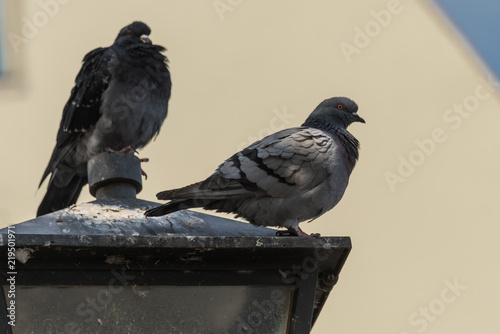 Regensbur Pigeons