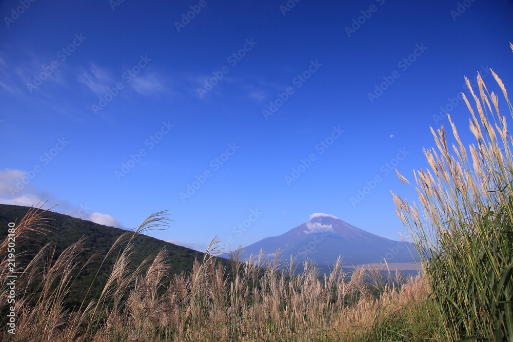 ススキが群生する台地と富士山