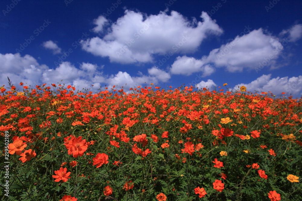 オレンジ色の花畑