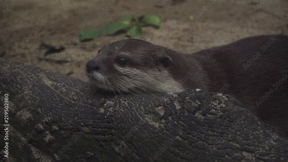 Otter getting exciting with people around the zoo Otter getting exciting with people around the zoo