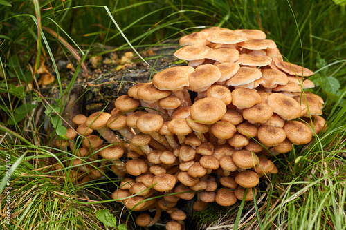 Honey Agaric mushrooms grow on a stump in a forest. Wild mushrooms Armillaria.