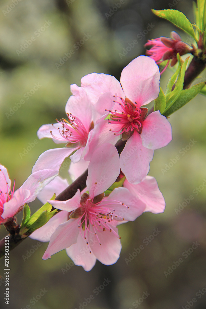 Pink peach blossom close-up Pink peach blossom close-up