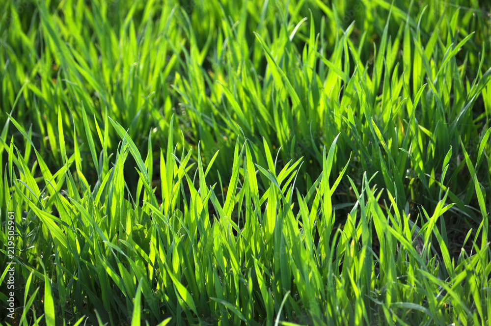 Obraz premium Spring crops of winter wheat