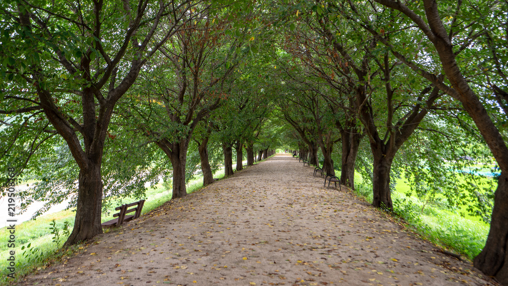 Fototapeta premium A cool green road in the summer