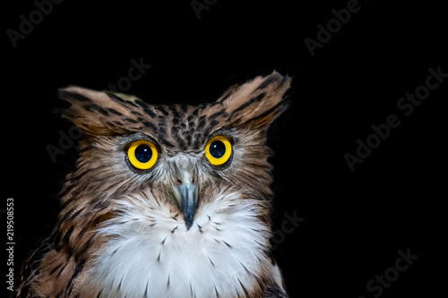 Brown Fish Owl (Ketupa zeylonensis), front view closeup and isolated on black background.