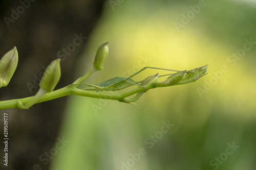 Small Green Leaf Katydid or Green grasshopper.