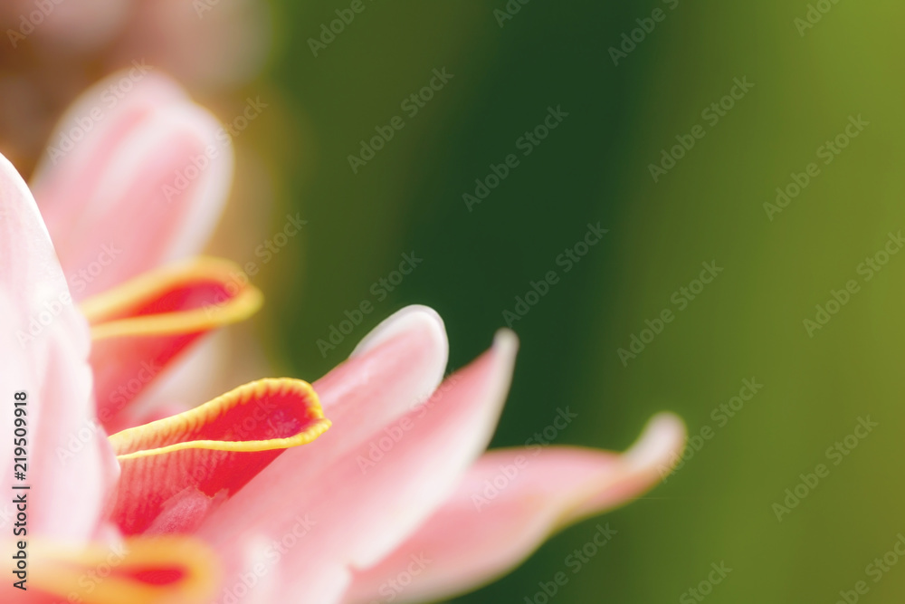 Macro view of Torch ginger flower blossom, Etlingera elatior flowers family Zingiberaceae. Macro view of Torch ginger flower blossom, Etlingera elatior flowers family Zingiberaceae.