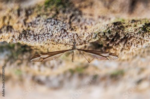 Mosquito Crane Fly with large wings on a stone