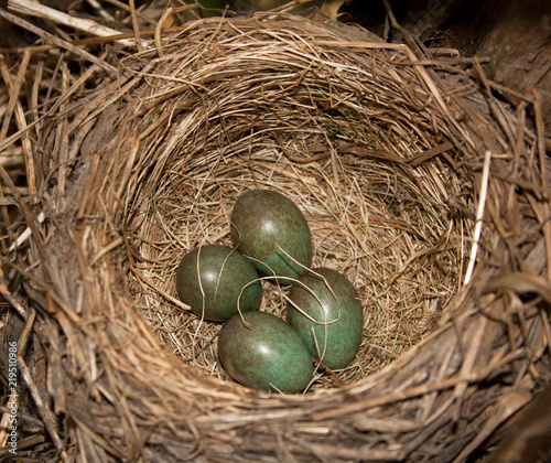 Photos Eggs in the nest of redwing (Turdus iliacus)