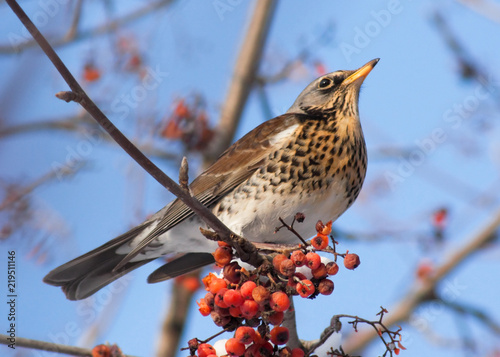 Fieldfare (Turdus pilaris) on the branch of mountain ash 