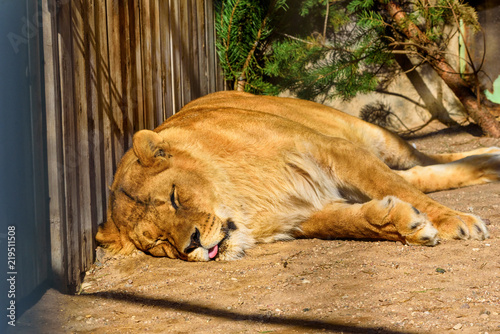 Fototapeta Naklejka Na Ścianę i Meble -  portrait of a sleeping lioness