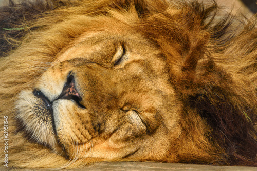 portrait of a sleeping lion close-up