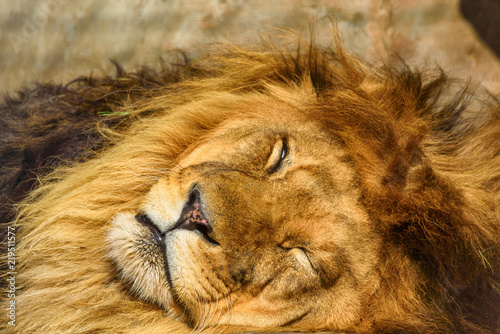 Fototapeta Naklejka Na Ścianę i Meble -  portrait of a sleeping lion close-up