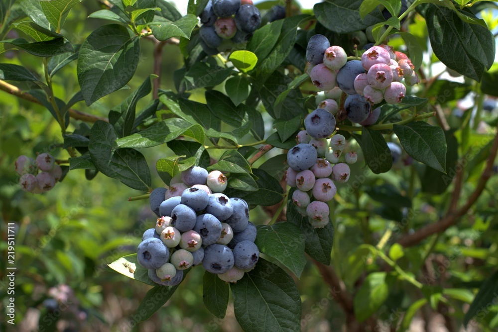 Ripe blueberries blooming in the garden. Ripe blueberries blooming in the garden.