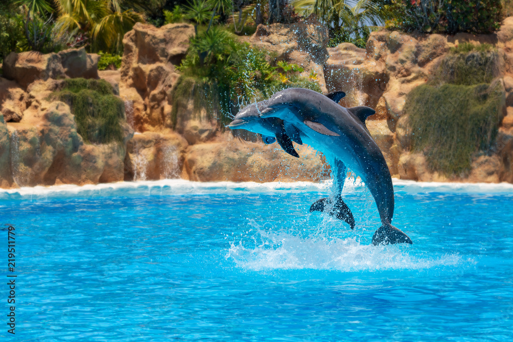 Naklejka premium Pokaz pięknych skoków delfinów w basenie zoo.