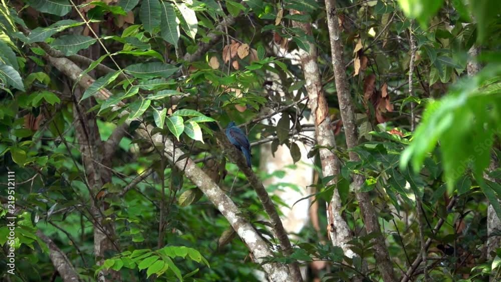 Indigo Bunting Bird (Passerina cyanea) Sitting on Tree Branch Indigo Bunting Bird (Passerina cyanea) Sitting on Tree Branch