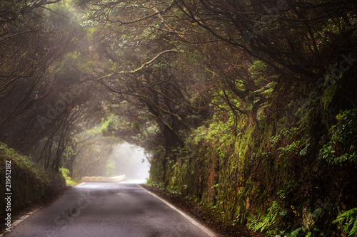 Road with tree tunnel during foggy day.
