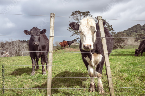 Beef industry: bull calves grazing in field on farm in North Island, New Zealand, NZ photo