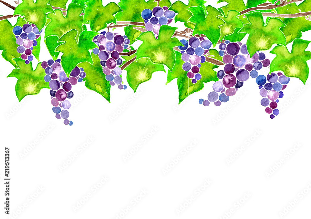 葡萄の水彩イラスト フレーム Stock イラスト Adobe Stock