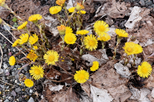 Coltsfoot growing in gravel and dead leaves flowering in early spring