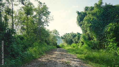 Empty road path through the jungle located in Phuket, Thailand.