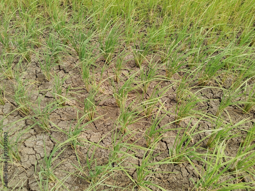 The rice fields are dehydrated