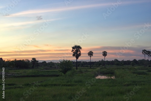Evening of Rice Fields