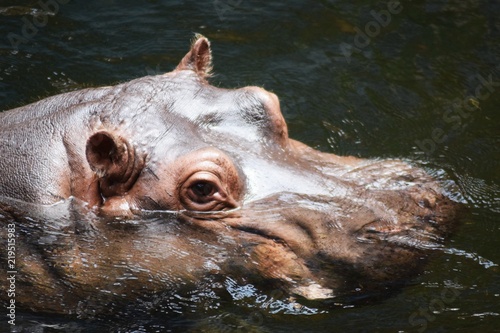 Hipopotam © Urszula