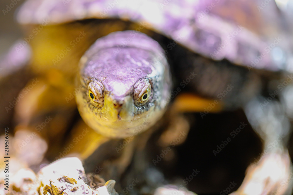 Portrait of a sea turtle in the aquarium Portrait of a sea turtle in the aquarium