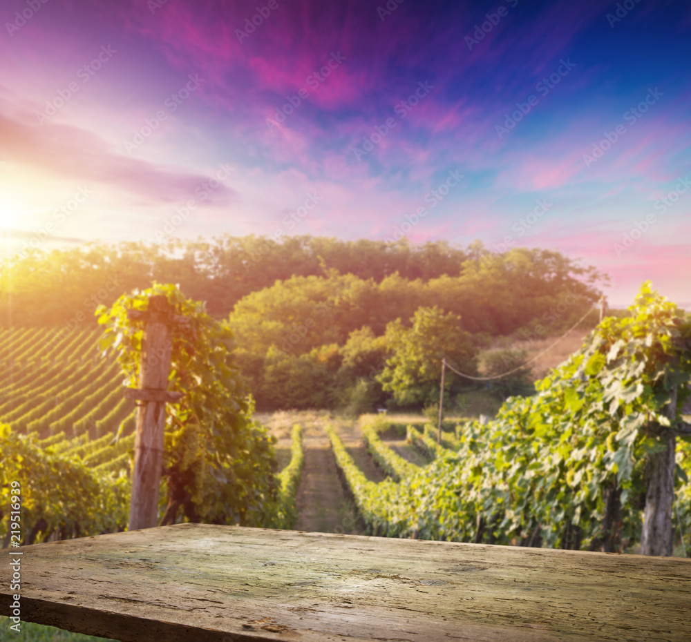 Fototapeta premium Ripe wine grapes on vines in Tuscany, Italy. Picturesque wine farm, vineyard. Sunset warm light