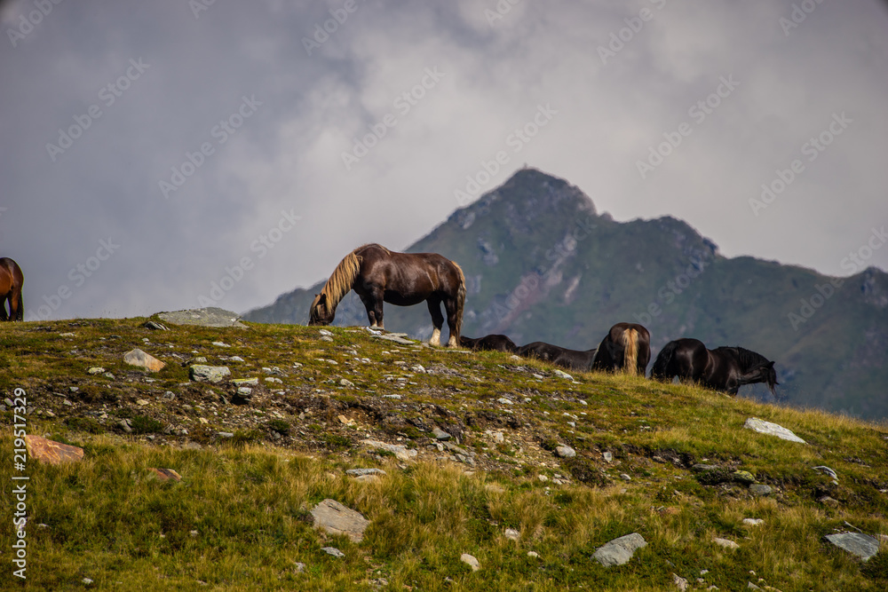 Fototapeta premium Horses on mountains in Austria