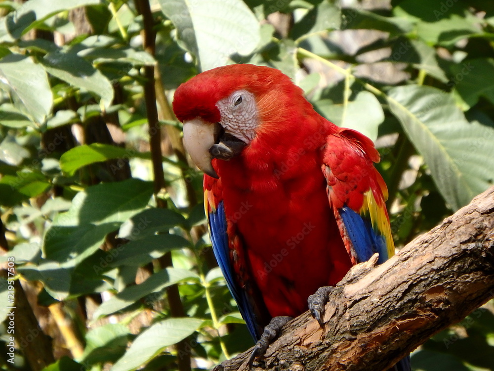 Scarlet macaw, (Ara macao), parrot