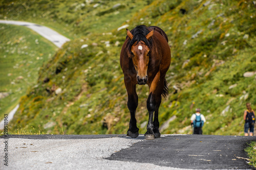 Horses in the Austrian Alps