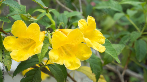 Yellow flowers are blooming close up