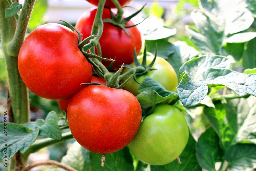 bündel frischer tomaten in der natur wachsend
