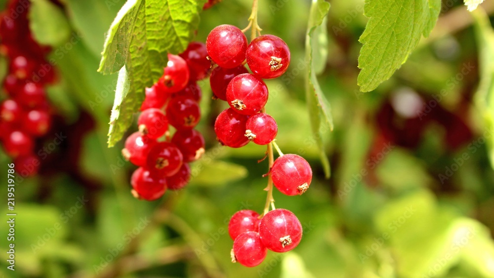 reife rote johannisbeeren wachsend