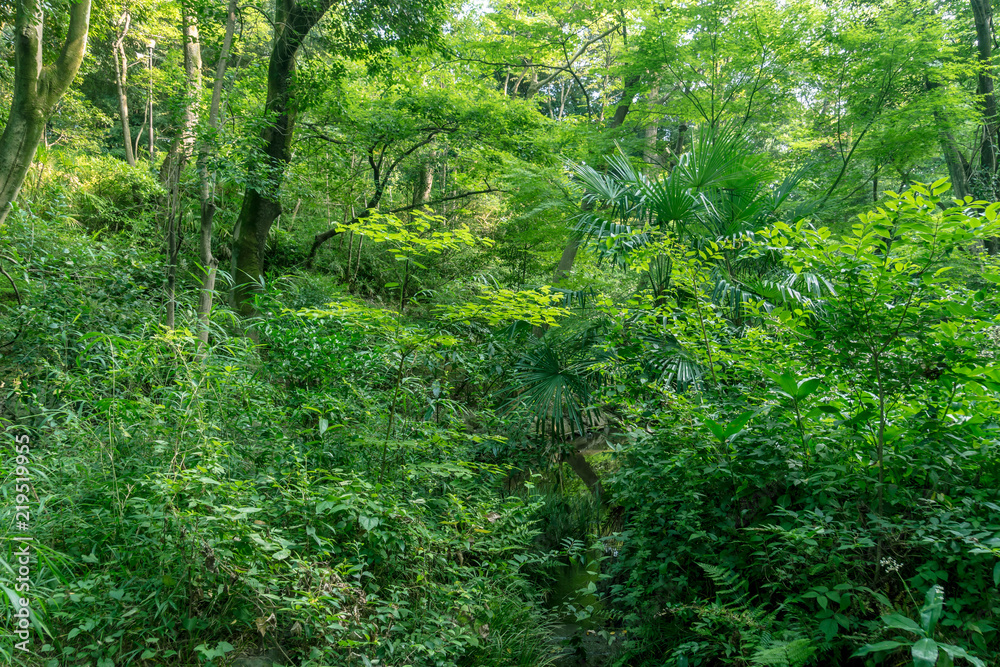 東京の自然　夏の森林の緑