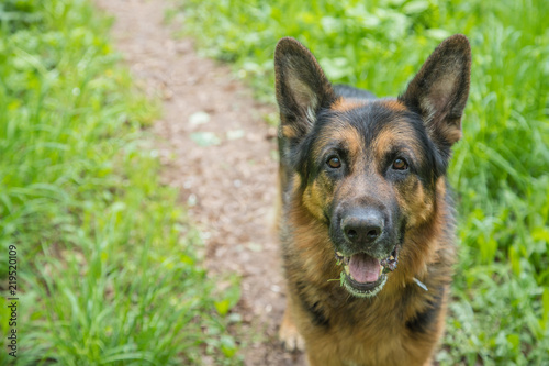 Dog German Shepherd on green grass in a summer day