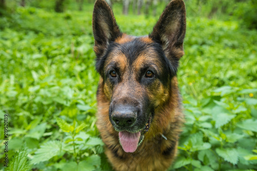 Dog German Shepherd on green grass in a summer day