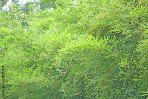 Bamboo tree and breeze Green leaves background